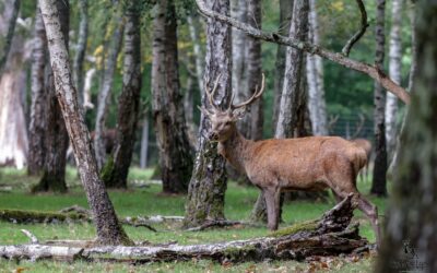 Exposition de photos animalières à la bibliothèque municipale
